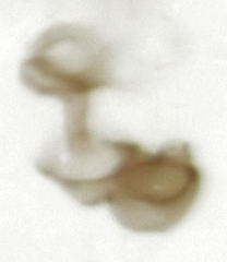 Ptiliodes amplicollis