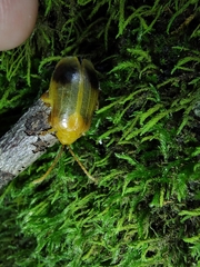 Monocesta coryli