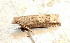 Epiblema luctuosissima