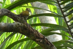 Dryobates passerinus