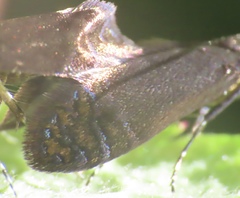 Adela caeruleella