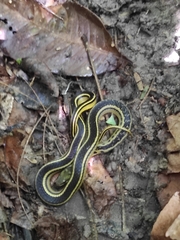 Erythrolamprus melanotus