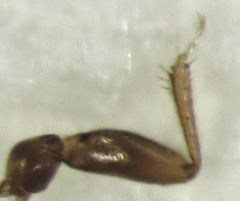 Ptiliodes amplicollis