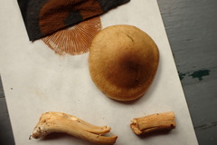Cortinarius subtortus