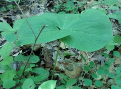 Trillium flexipes