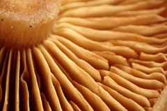 Cortinarius subtortus