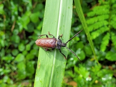 Solenoptera