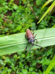 Solenoptera