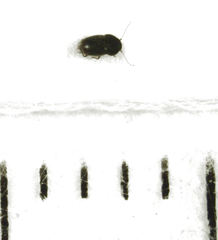 Ptiliodes amplicollis