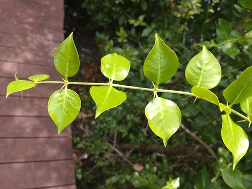 Azima sarmentosa (Azima sarmentosa)