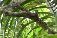 Dryobates passerinus