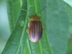 Ophraella conferta