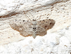 Pimaphera sparsaria