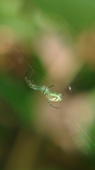 Leucauge