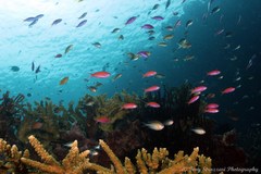 Mirolabrichthys tuka