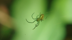 Leucauge