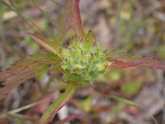 Dracocephalum parviflorum