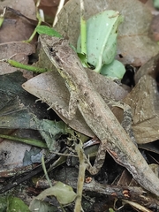 Anolis auratus