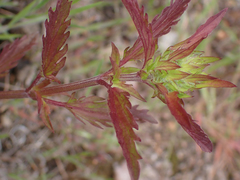 Dracocephalum parviflorum