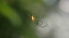 Leucauge