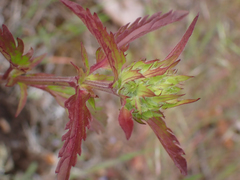 Dracocephalum parviflorum