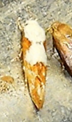 Mompha circumscriptella