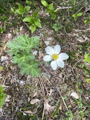 Anemonastrum sibiricum