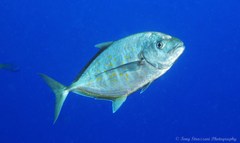 Flavocaranx bajad