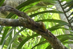 Dryobates passerinus