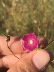 Callirhoe leiocarpa