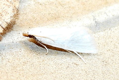 Leptosteges vestaliella