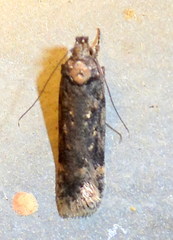 Chionodes trichostola