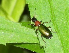 Calleida punctata