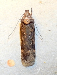 Chionodes trichostola