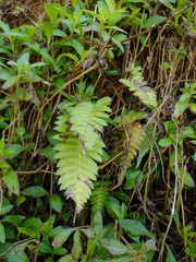 Blechnum appendiculatum