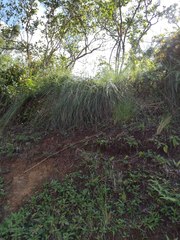 Andropogon bicornis