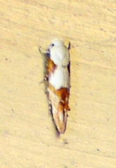 Mompha circumscriptella