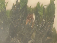Orthotrichum strangulatum