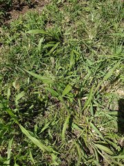 Paspalum paniculatum