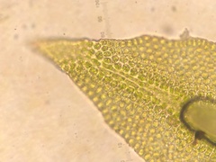Orthotrichum strangulatum