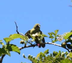 Chlorodrepanis virens wilsoni