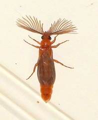 Phengodes frontalis