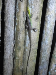 Cnemidophorus gaigei