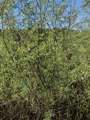 Desmanthus pernambucanus