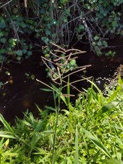 Paspalum paniculatum