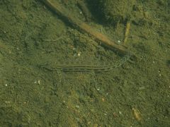 Siberian Spiny Loach photo 2