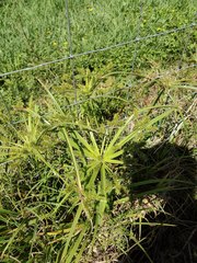 Cyperus meyenianus