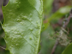 Aceria caliberberis