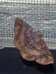 Thysanopyga abdominaria