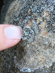 Thelomma santessonii